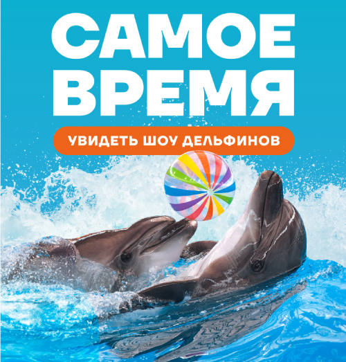 Самое время увидеть шоу дельфинов